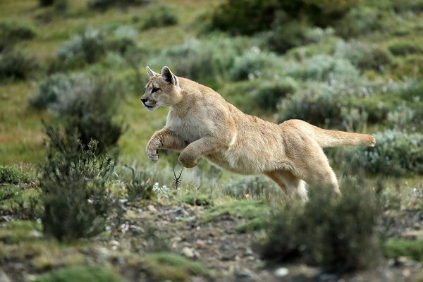 phoca_thumb_l_Puma_sprang