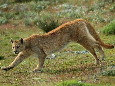 phoca_thumb_l_Puma_sprang2
