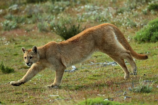 phoca_thumb_l_Puma_sprang2