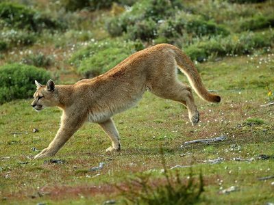 phoca_thumb_l_Puma_sprang4