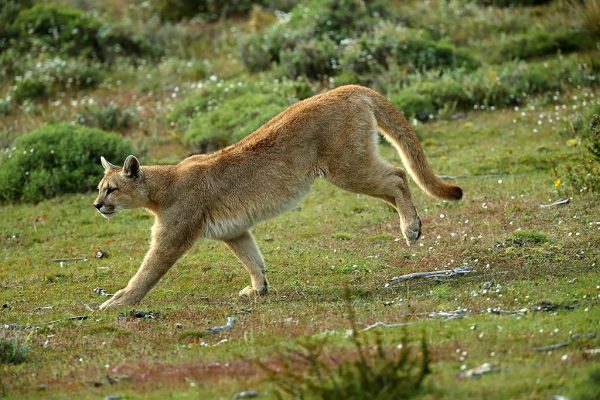 phoca_thumb_l_Puma_sprang4