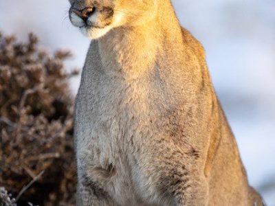 phoca_thumb_l_Puma_vinter