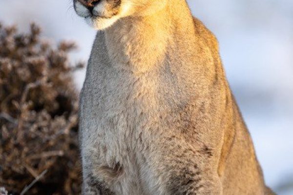 phoca_thumb_l_Puma_vinter