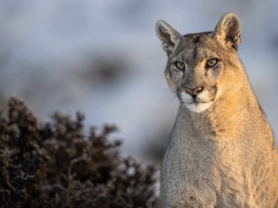 phoca_thumb_l_Puma_vinter2