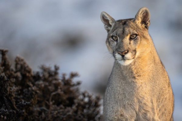 phoca_thumb_l_Puma_vinter2