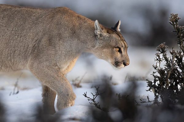 phoca_thumb_l_Puma_vinter_3