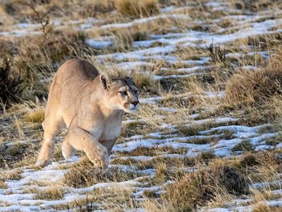 phoca_thumb_l_Puma_vinter_4