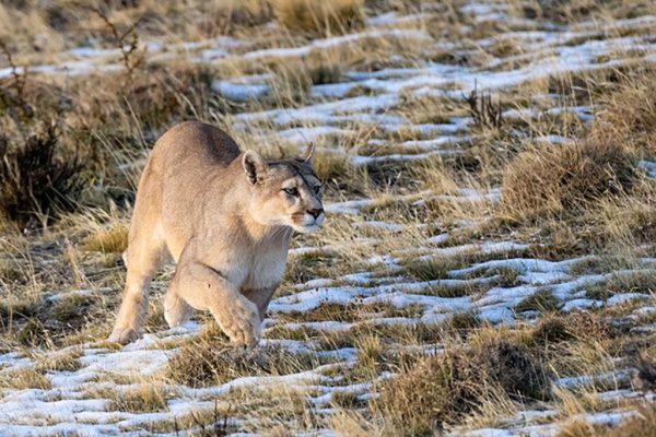 phoca_thumb_l_Puma_vinter_4
