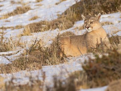 phoca_thumb_l_Puma_vinter_5