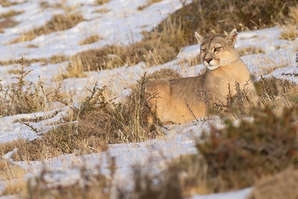 phoca_thumb_l_Puma_vinter_5