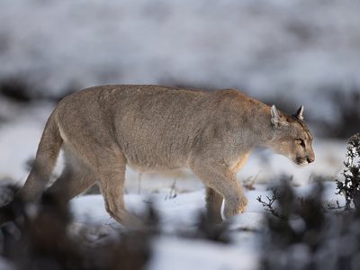 phoca_thumb_l_Puma_vinter_6