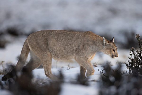 phoca_thumb_l_Puma_vinter_6