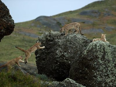 phoca_thumb_l_Pumaunger_4_stykker