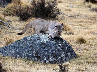 phoca_thumb_l_Pumaunger_leker_62A1319