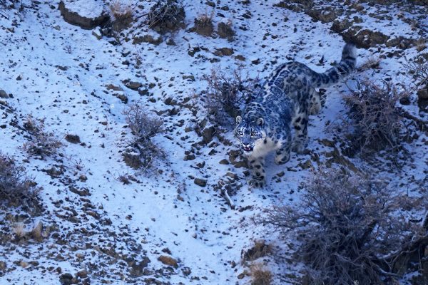 phoca_thumb_l_Snleopard_B7A6337