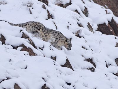 phoca_thumb_l_Snleopard__i_sn_B7A6004