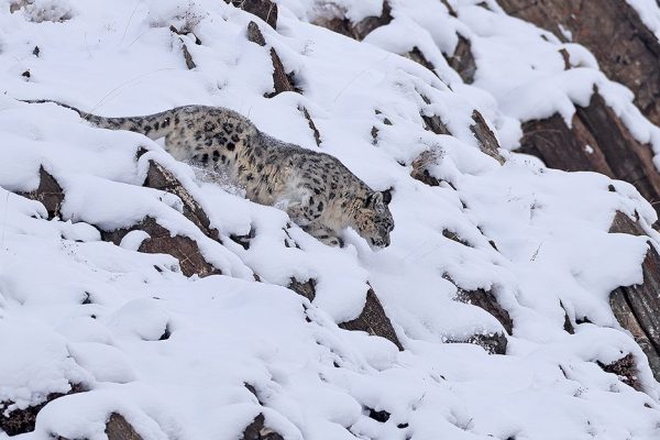 phoca_thumb_l_Snleopard__i_sn_B7A6004