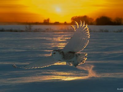 phoca_thumb_l_Snowy-Owl-BL-Sunset-Feb-01-2022-PP