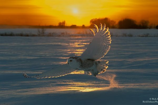 phoca_thumb_l_Snowy-Owl-BL-Sunset-Feb-01-2022-PP