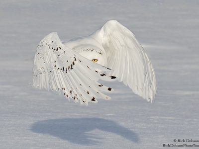 phoca_thumb_l_Snowy-Owl-Bandit-Dec-2018-1