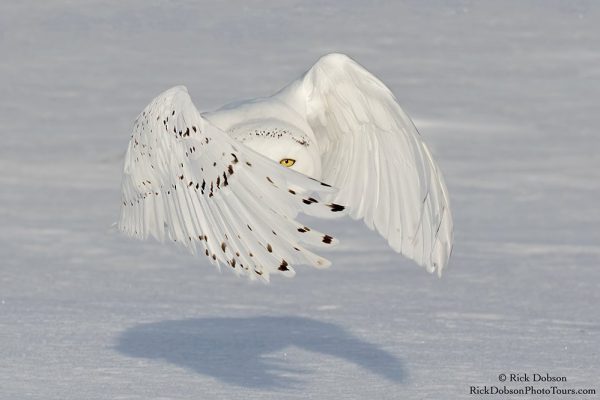 phoca_thumb_l_Snowy-Owl-Bandit-Dec-2018-1