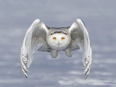 phoca_thumb_l_Snowy-Owl-Cam-Concept