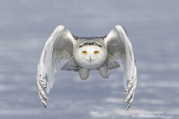 phoca_thumb_l_Snowy-Owl-Cam-Concept
