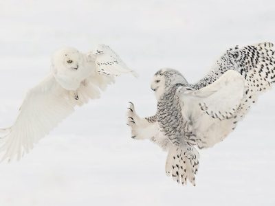 phoca_thumb_l_Snowy-Owl-Interaction-Feb-18-2023-R