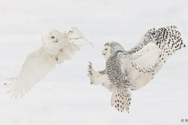 phoca_thumb_l_Snowy-Owl-Interaction-Feb-18-2023-R