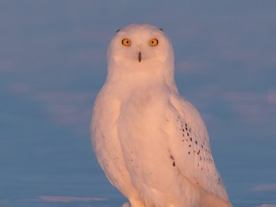 phoca_thumb_l_Snowy-Owl-Sunset-Jan-16-2023