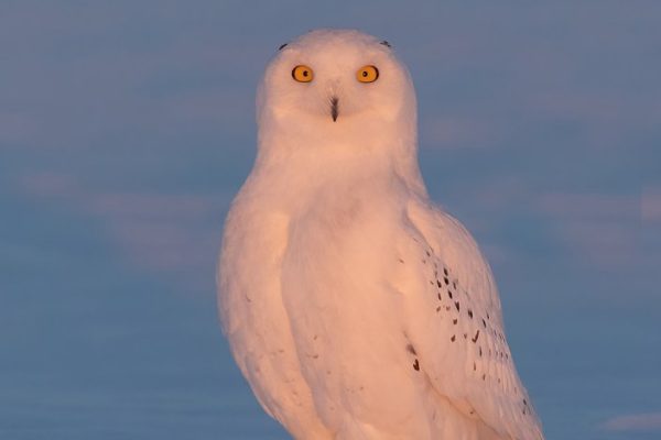 phoca_thumb_l_Snowy-Owl-Sunset-Jan-16-2023