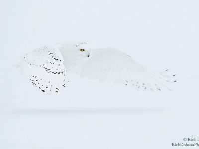 phoca_thumb_l_Snowy-Owl-White-Feb-07-2019-R