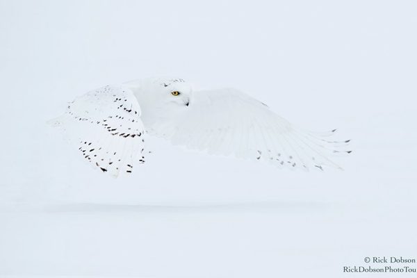 phoca_thumb_l_Snowy-Owl-White-Feb-07-2019-R