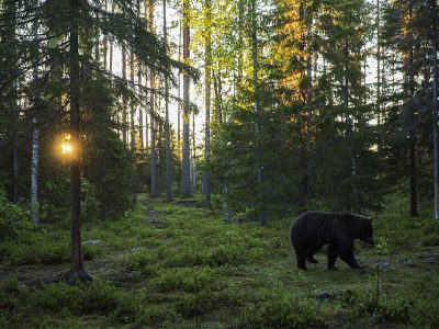 phoca_thumb_l_Soloppgang_i_bjrneskogen