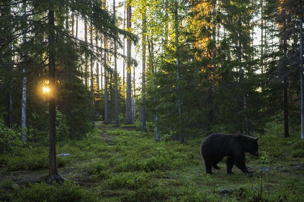 phoca_thumb_l_Soloppgang_i_bjrneskogen