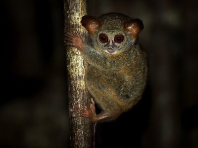 phoca_thumb_l_Spkelsesape_portrett