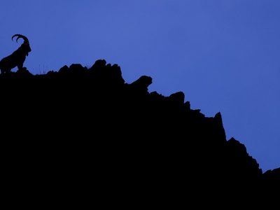 phoca_thumb_l_Steinbukk_B7A4841