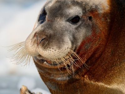 phoca_thumb_l_Storkobbe