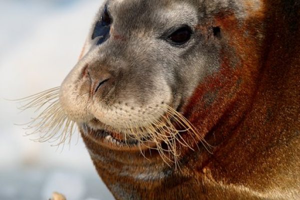 phoca_thumb_l_Storkobbe