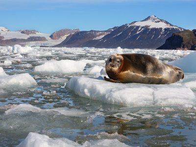 phoca_thumb_l_Storkobbe_Kongsfjorden