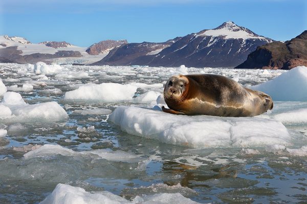 phoca_thumb_l_Storkobbe_Kongsfjorden