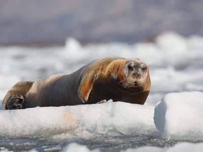 phoca_thumb_l_Storkobbe_pa_is
