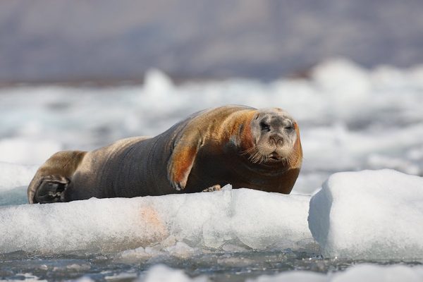 phoca_thumb_l_Storkobbe_pa_is