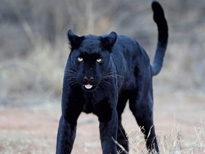 phoca_thumb_l_Svart_leopard