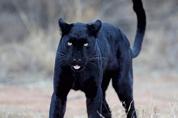 phoca_thumb_l_Svart_leopard