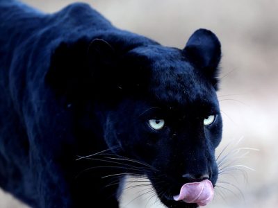 phoca_thumb_l_Svart_leopard_B7A1733