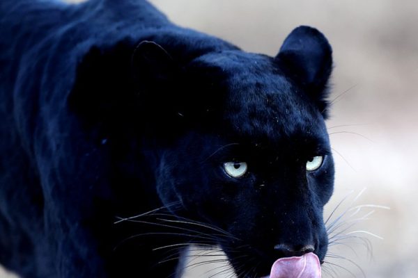 phoca_thumb_l_Svart_leopard_B7A1733