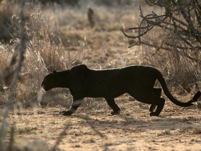 phoca_thumb_l_Svart_leopard_B7A8441