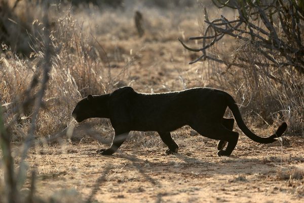 phoca_thumb_l_Svart_leopard_B7A8441