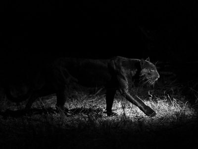 phoca_thumb_l_Svart_leopard_i_mrket_B7A3859_svhv